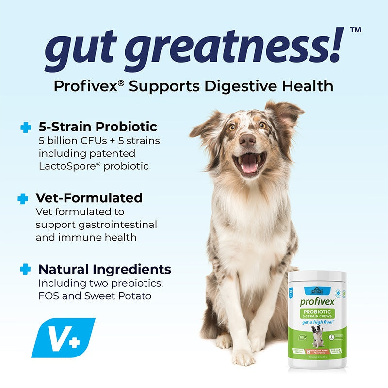 OEM Hot Sales Probiotics Chews For Pets Customized Shape For Digestive